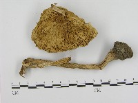 登錄號:F0017105藏品圖，第3張