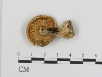 登錄號:F0017106藏品圖，第3張