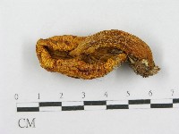 登錄號:F0017109藏品圖，第1張