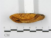 登錄號:F0017109藏品圖，第3張
