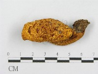 登錄號:F0017109藏品圖，第4張