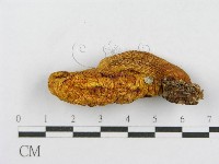 登錄號:F0017109藏品圖，第5張