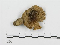 紅菇屬藏品圖，第3張