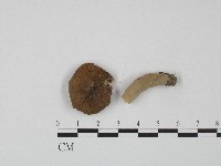 紅菇屬藏品圖，第1張