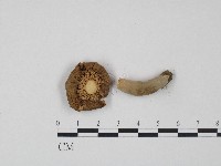 紅菇屬藏品圖，第3張