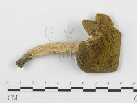 紅菇屬藏品圖，第4張