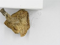 紅菇屬藏品圖，第5張