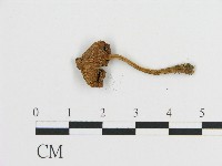 登錄號:F0017113藏品圖，第3張