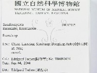紅菇屬藏品圖，第2張
