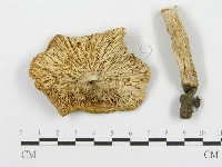 紅菇屬藏品圖，第3張
