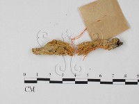 登錄號:F0017117藏品圖，第1張