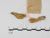 登錄號:F0017117藏品圖，第3張