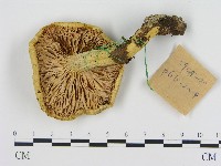登錄號:F0017119藏品圖，第1張