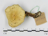 登錄號:F0017119藏品圖，第3張