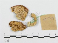 紅菇屬藏品圖，第3張