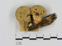 登錄號:F0017123藏品圖，第1張