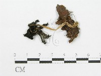 登錄號:F0017125藏品圖，第1張