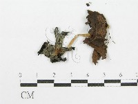 登錄號:F0017125藏品圖，第3張