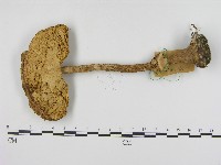 登錄號:F0017126藏品圖，第1張