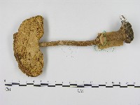 登錄號:F0017126藏品圖，第3張
