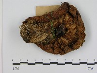 登錄號:F0017127藏品圖，第3張