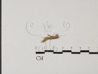 登錄號:F0017130藏品圖，第1張