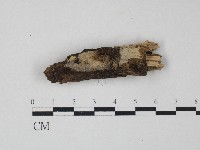 革菌屬藏品圖，第3張