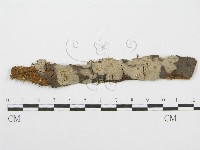 筍殼菌屬藏品圖，第1張