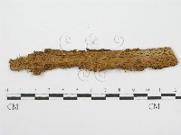 筍殼菌屬藏品圖，第3張