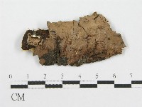 筍殼菌屬藏品圖，第1張