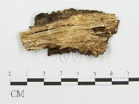 筍殼菌屬藏品圖，第3張