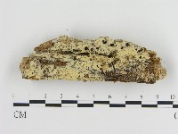 登錄號:F0017137藏品圖，第1張