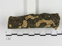 耙菌屬藏品圖，第1張