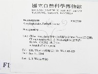 筍殼菌屬藏品圖，第2張