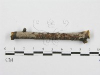 筍殼菌屬藏品圖，第1張