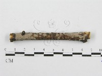 筍殼菌屬藏品圖，第3張