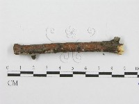 筍殼菌屬藏品圖，第4張