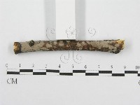 筍殼菌屬藏品圖，第5張