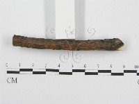 筍殼菌屬藏品圖，第6張