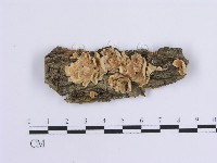登錄號:F0017140藏品圖，第1張