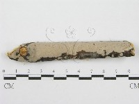 筍殼菌屬藏品圖，第1張