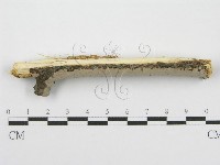 筍殼菌屬藏品圖，第3張