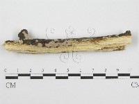 筍殼菌屬藏品圖，第4張