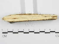 筍殼菌屬藏品圖，第5張