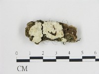 登錄號:F0017143藏品圖，第1張