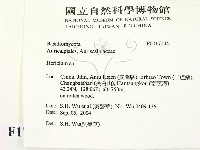 猴頭菇屬藏品圖，第2張