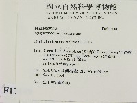 冇骨消絲齒菌藏品圖，第2張