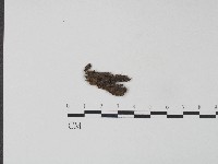 革菌屬藏品圖，第1張