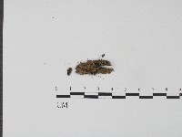 革菌屬藏品圖，第3張
