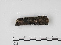 炭角菌屬藏品圖，第3張